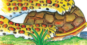 तेंदुए ने अपने मुह में कछुए को दबा लिया है। 