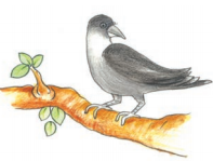 एक कबूतर 