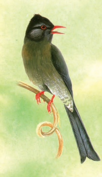 पेड़ की डाली पर बैठी एक बुलबुल। 