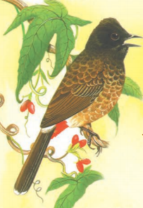 पेड़ की डाली पर बैठी एक बुलबुल। 