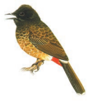 एक बुलबुल 