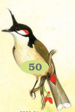  एक बुलबुल। 