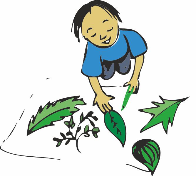 एक लड़का कागज की एक शीट पर कुछ पत्ते ढूंढ रहा है। 