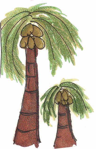 एक बड़ा नारियल का पेड़ और एक छोटा नारियल का पेड़, पहले वाले का लगभग आधा। 