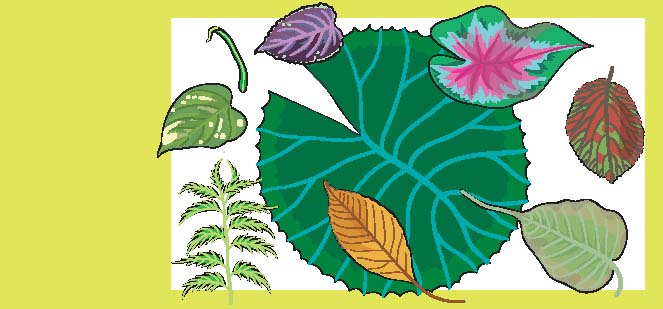 Few leaves of different shapes and sizes. 