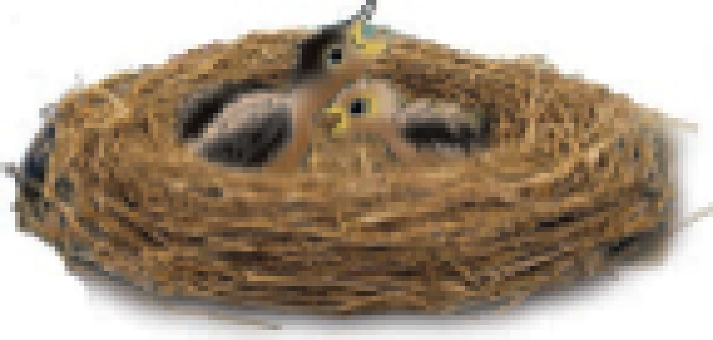 Sparrow babies in a nest.