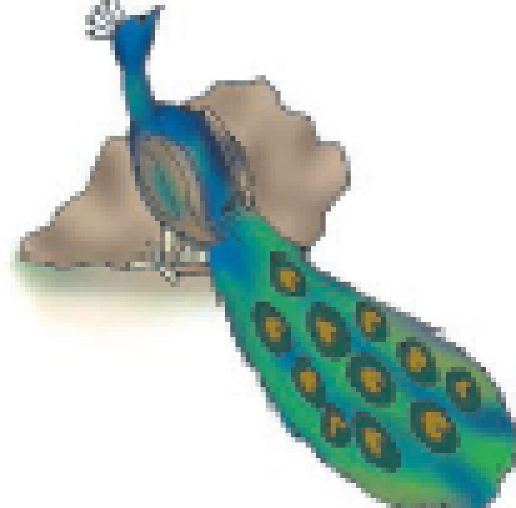 A peacock.