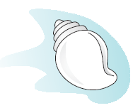 A sea shell.