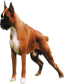A boxer.