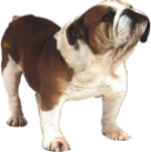 A bull dog.