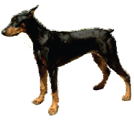 A Doberman.