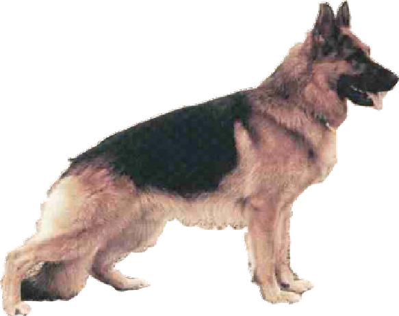 A German Shepherd.
