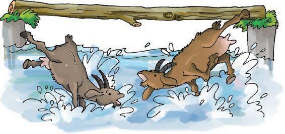 Goats falling into the river.