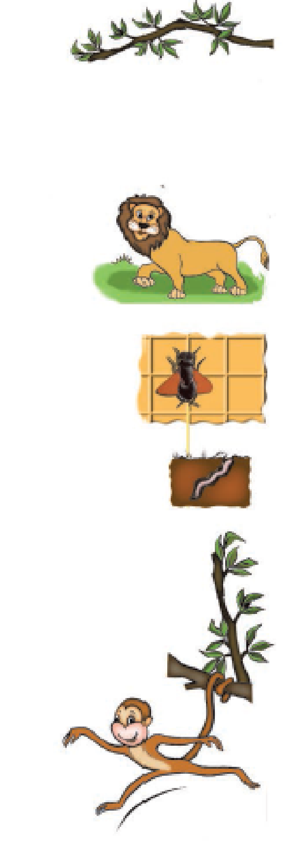 Image of a tree branch, a lion walking, a fly crawling on a wall, a worm and a monkey hanging from a branch of the tree.