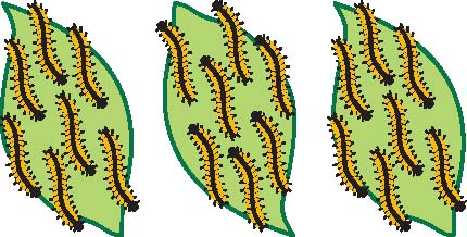 Three leaves with seven caterpillars each.