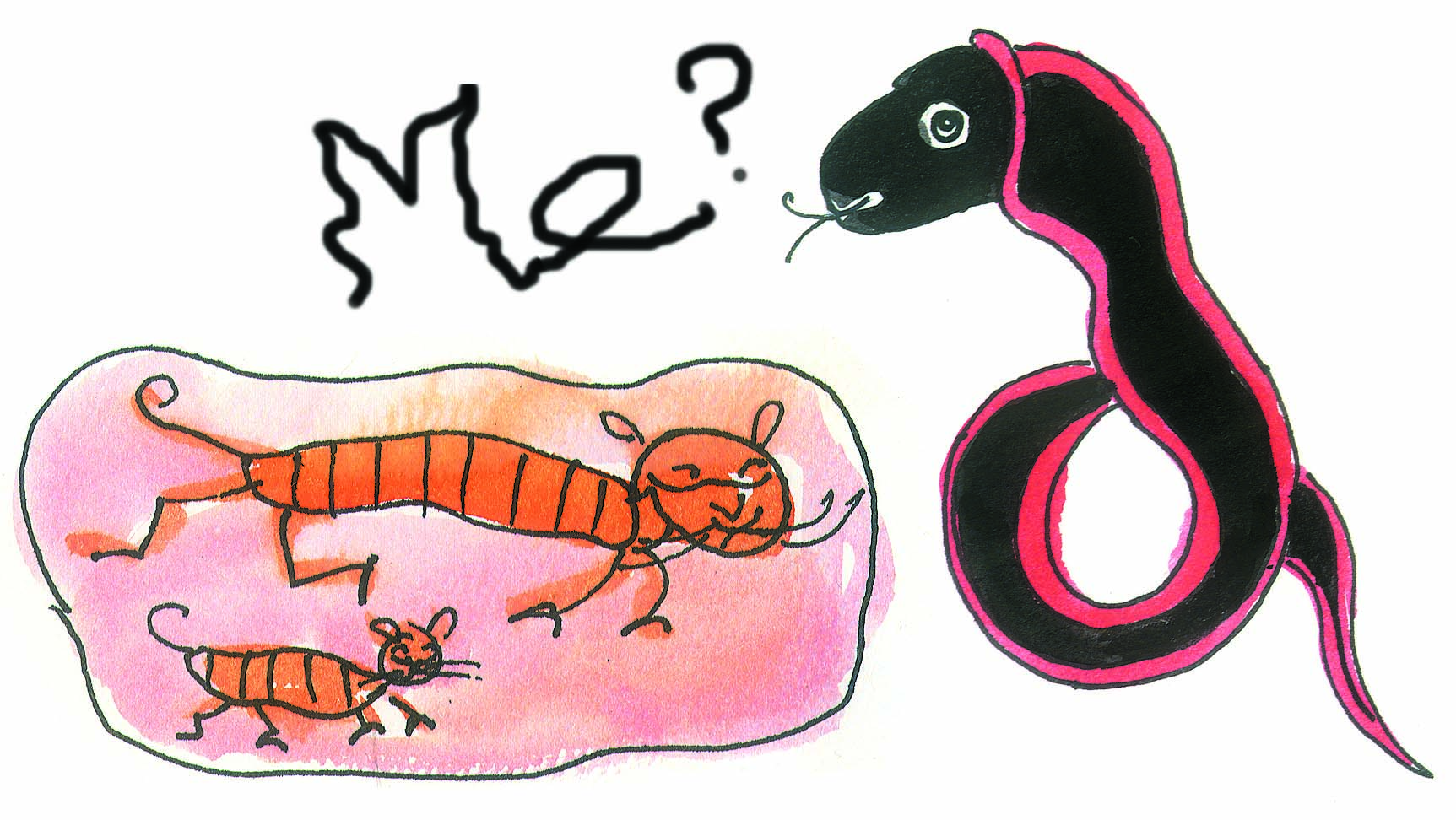 A dog, a cat and a snake.