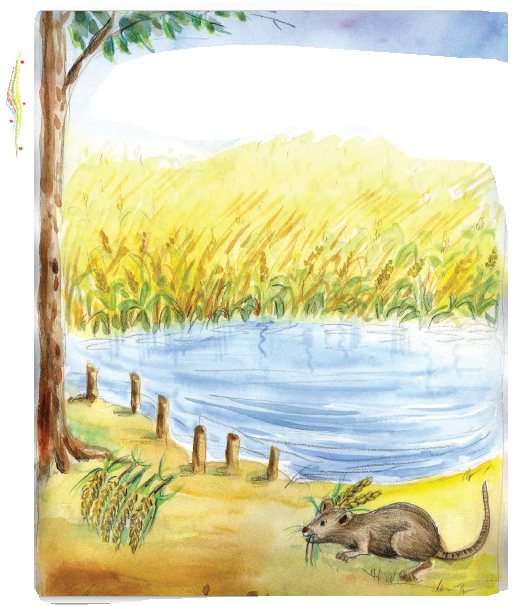 मूस धान खा रहा है।