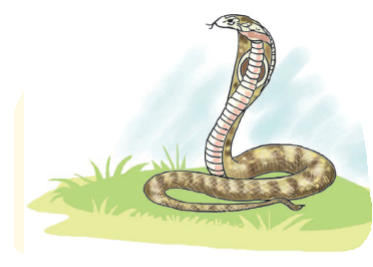 सांप। 