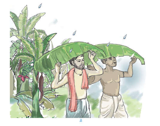 बारिश में दो आदमी केले के पत्ते से अपना सर ढक कर जा रहे हैं। 