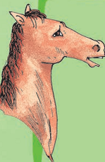 The animal who runs very fast. 