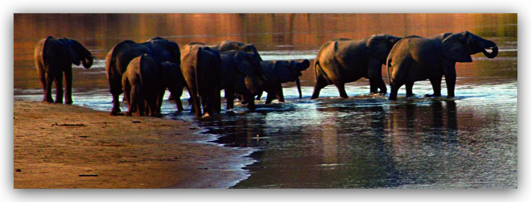 A herd of elephants in the river. 