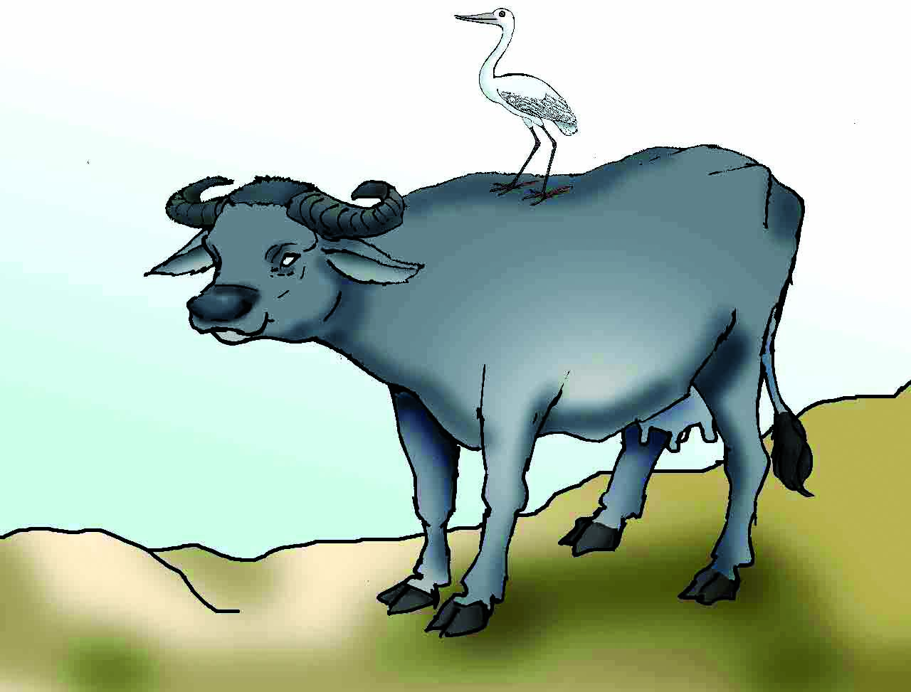 An egret sitting on a buffalo. 