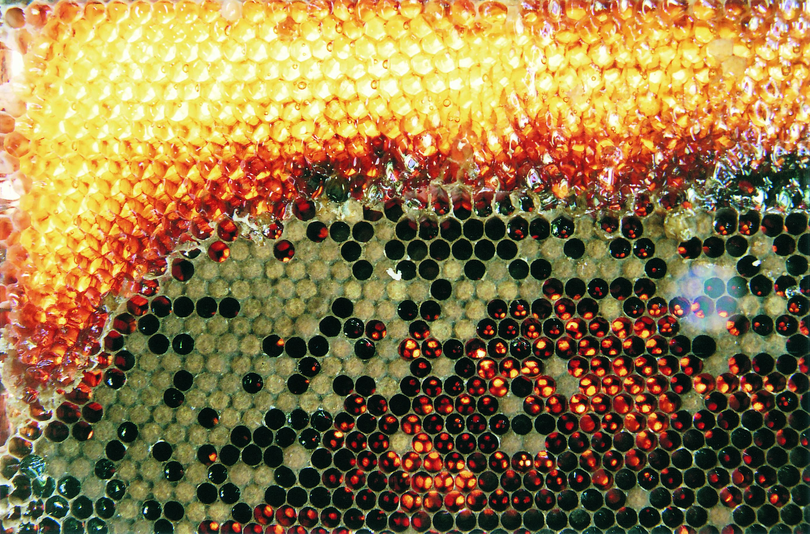 A beehive.