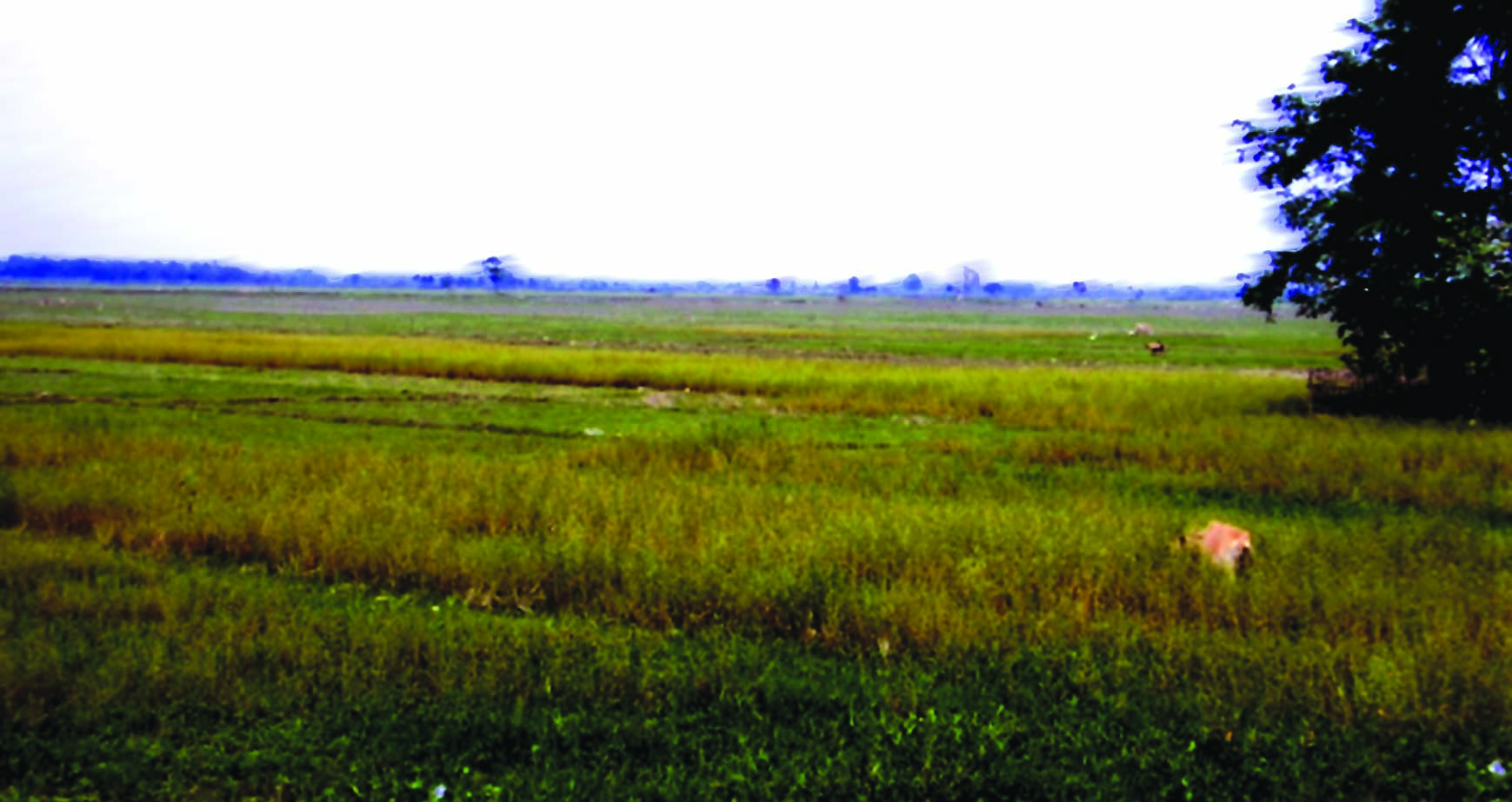 A field covered with crops.
