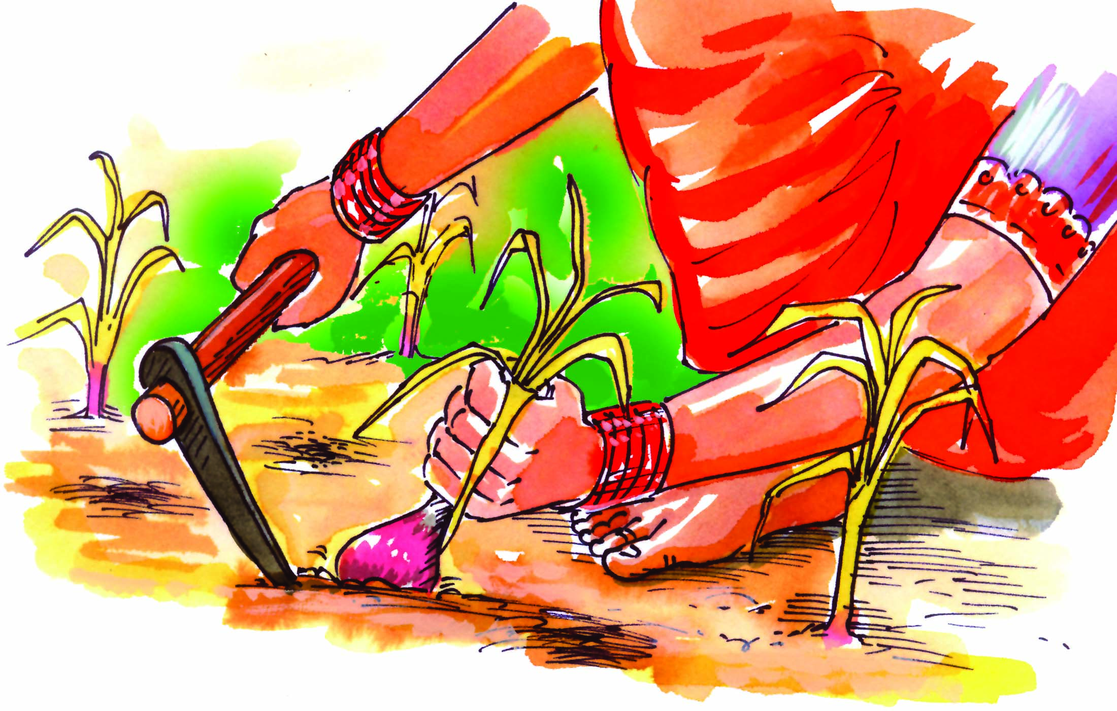 Woman plucking onions from the ground. 