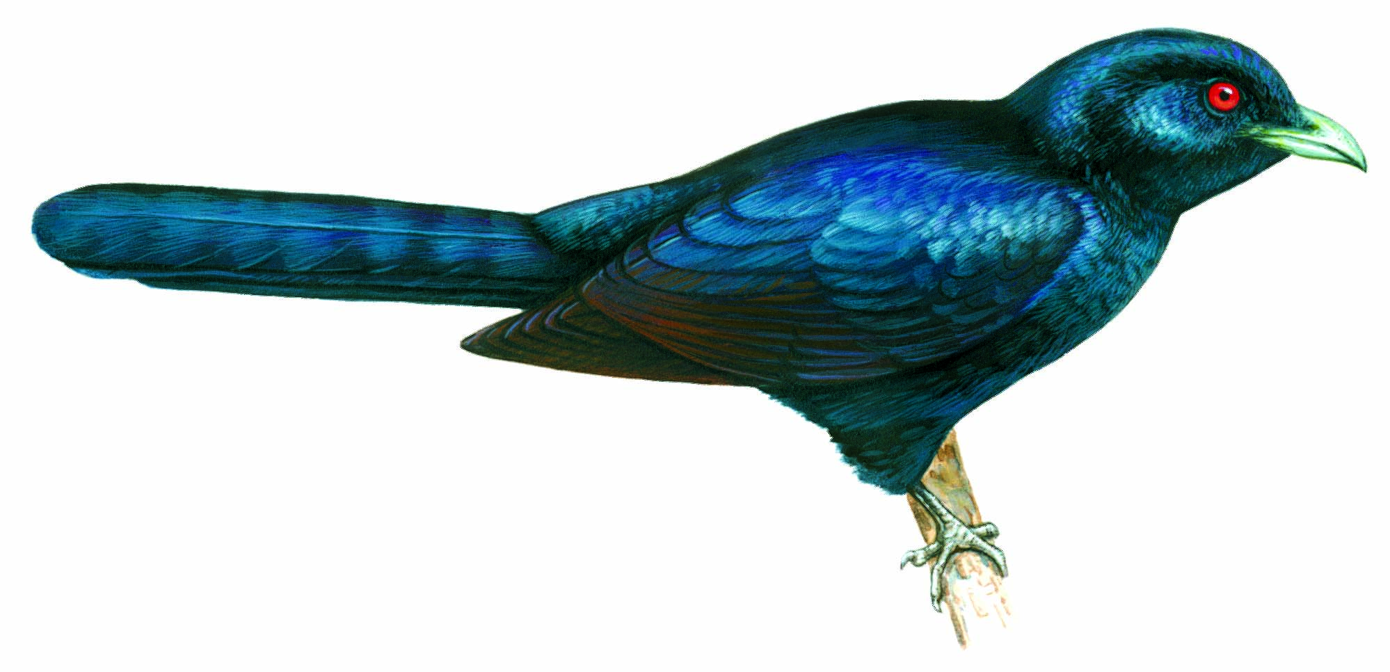 A Koel. 