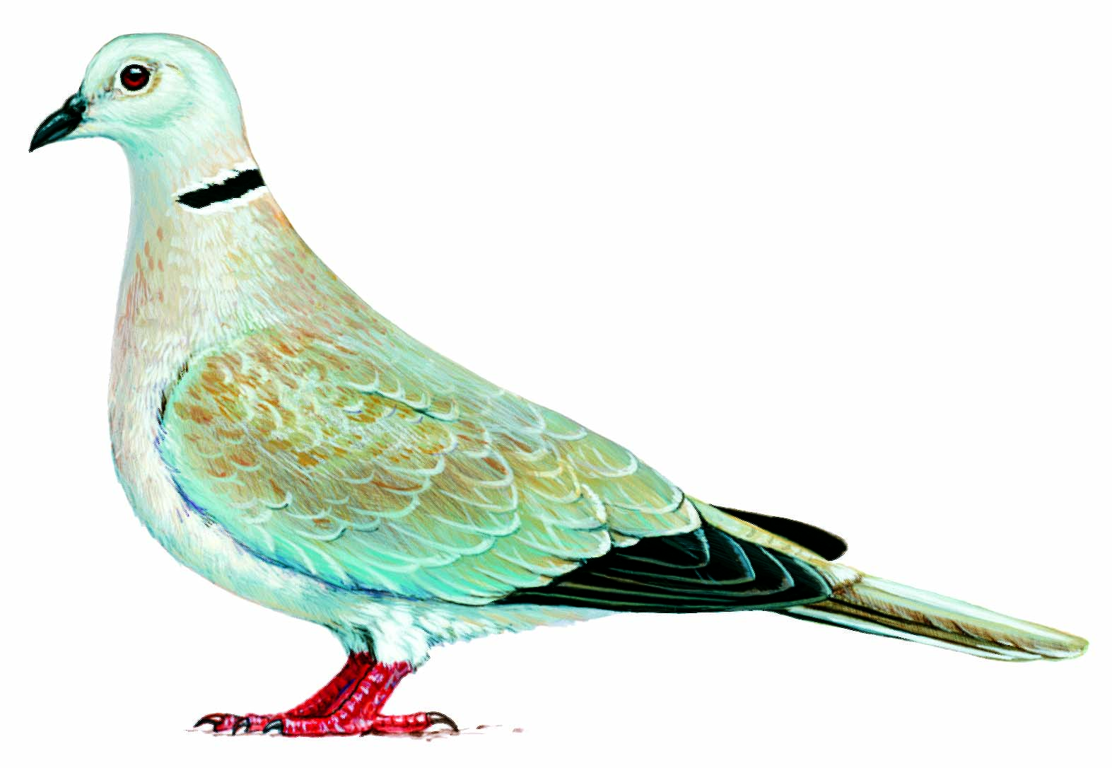 A Dove. 
