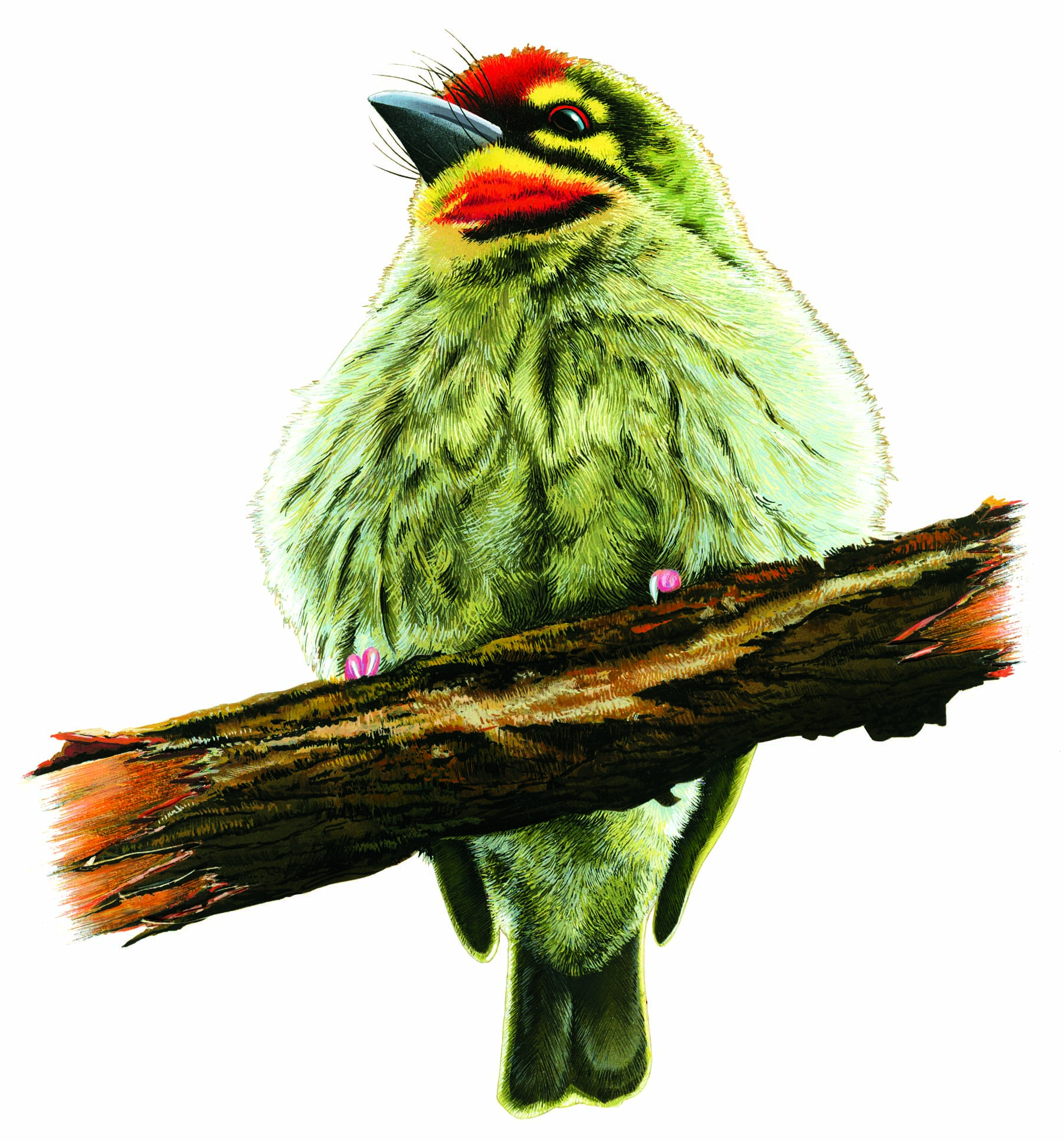 A Barbet. 