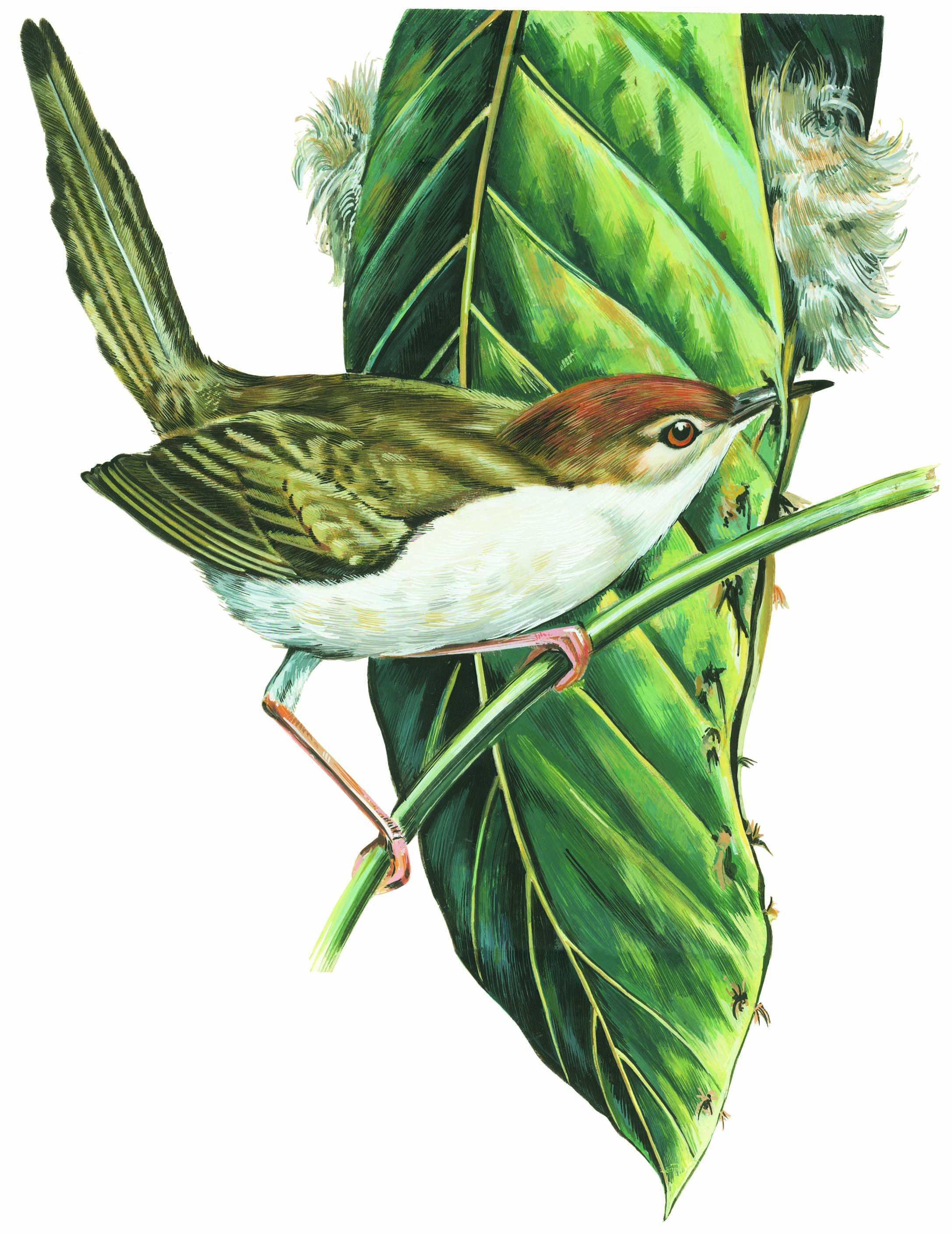 A Tailor bird and its nest. 