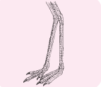 Bird's feet to walk on the land.