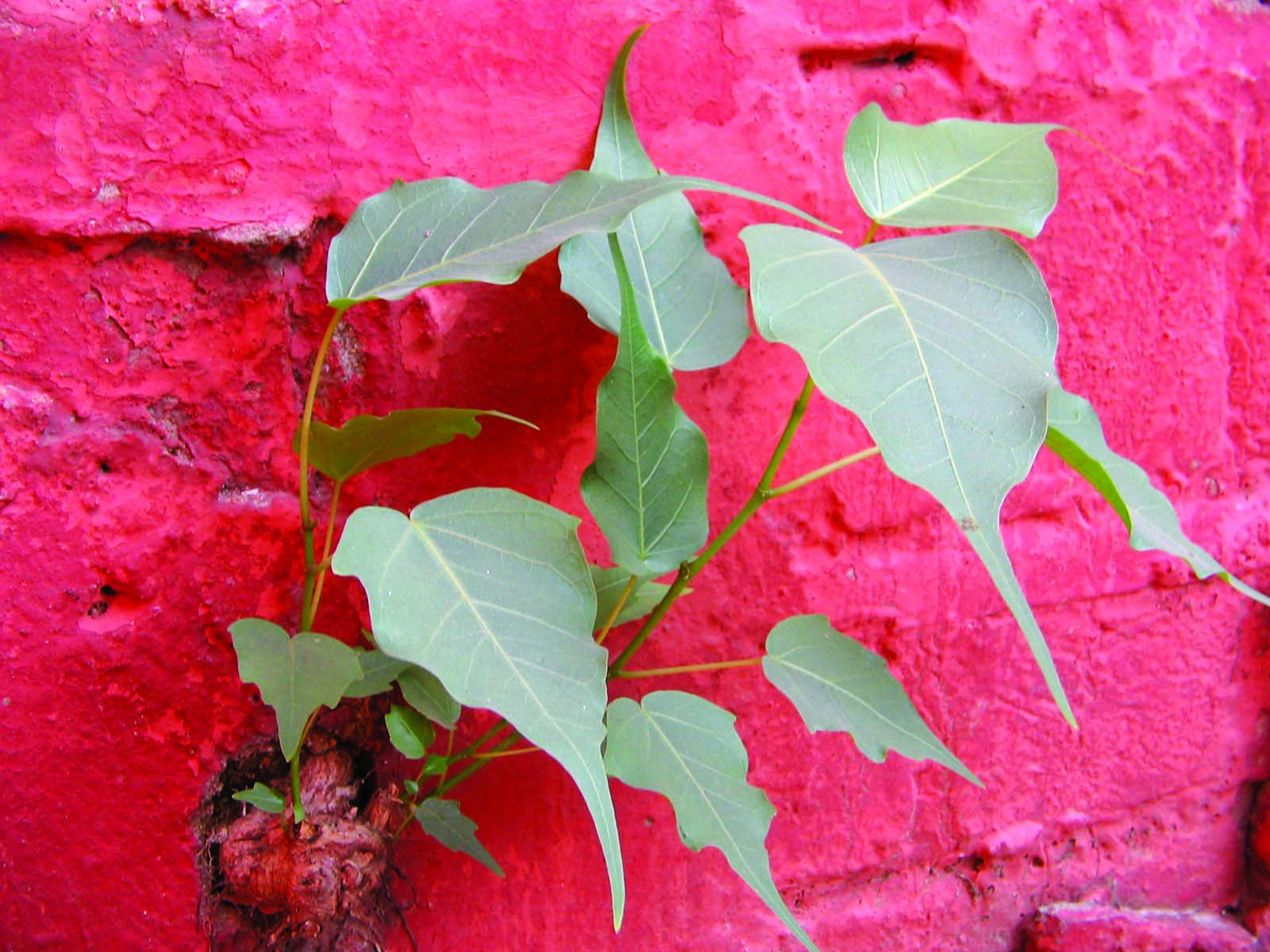 A plant on a wall. 