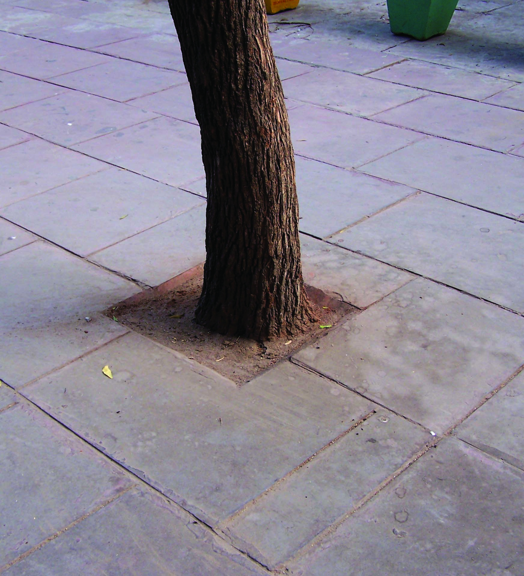 A tree in a cemented ground. 