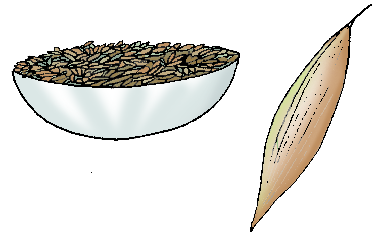 Spice used for adding fragrance to food when roasted. 