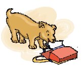 Dog playing with a bag