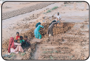 Image C- people are digging soil.