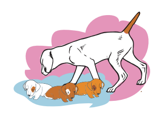 Puppies with their mother. 