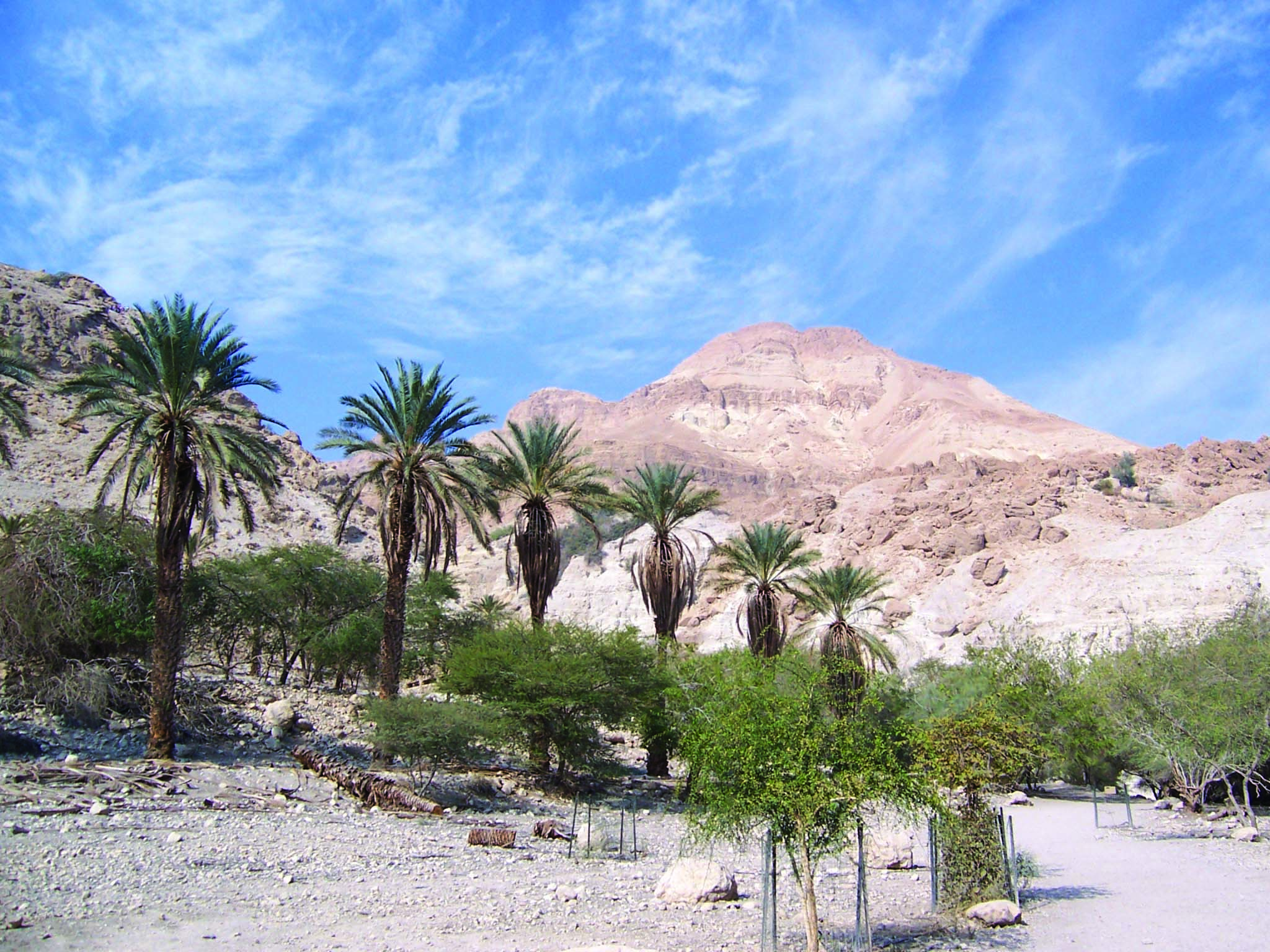 रेगिस्तान में कुछ पेड़