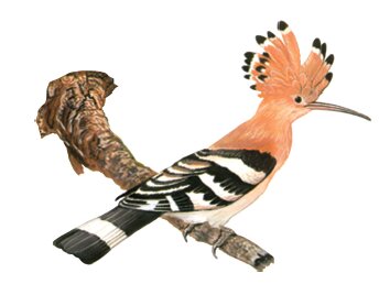 कलगी वाला हुदहुद 