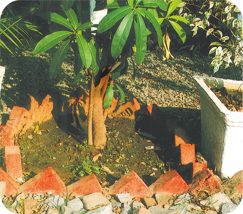 पेड़ के आसपास ईंट लगी है।  