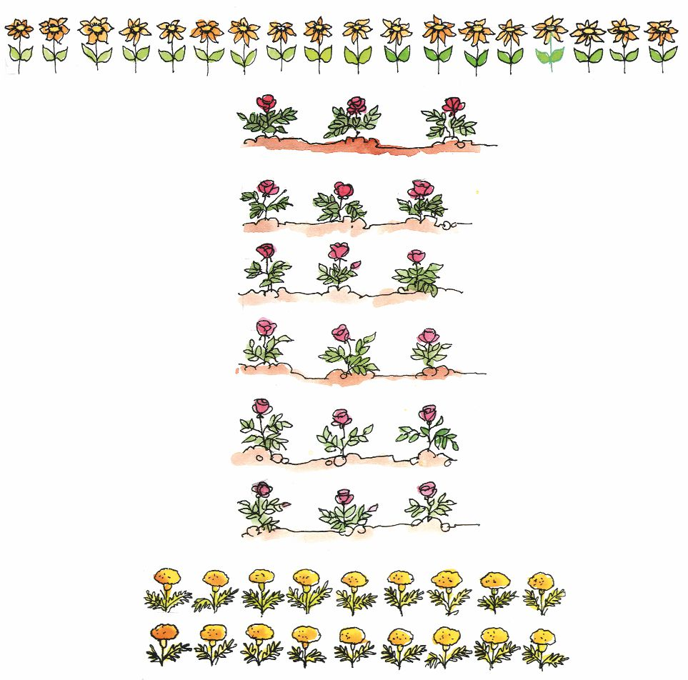 सूरजमुखी, गुलाब और गेंदे के पौधे से बनी क्यारियाँ।