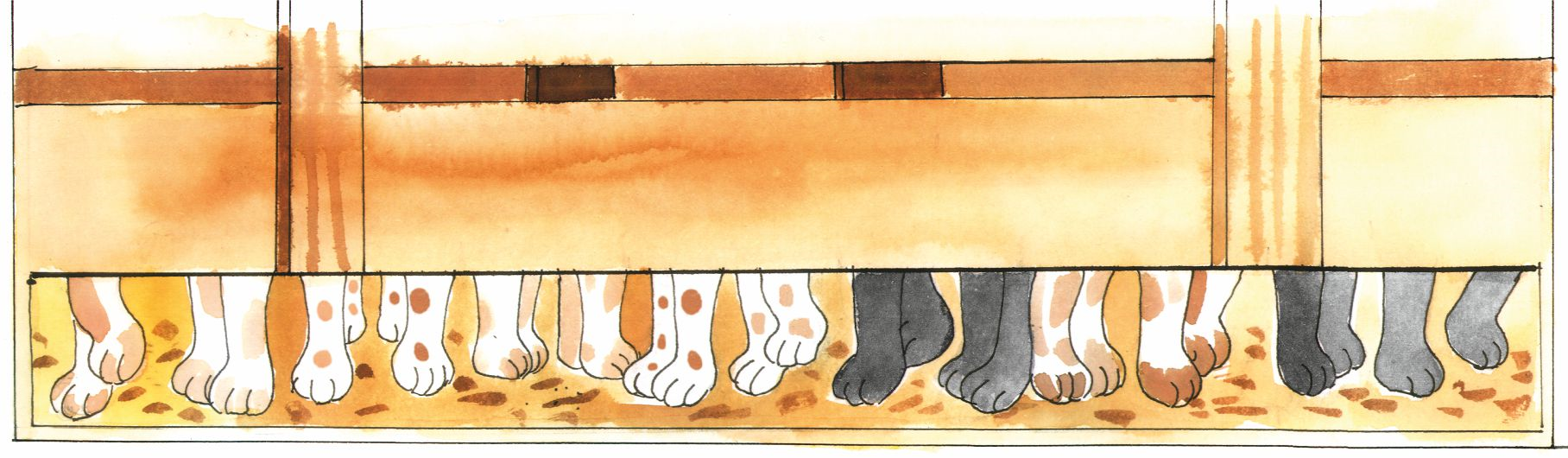 डिब्बे में से दिखते हुए बिल्लियों के 28 पैर।  