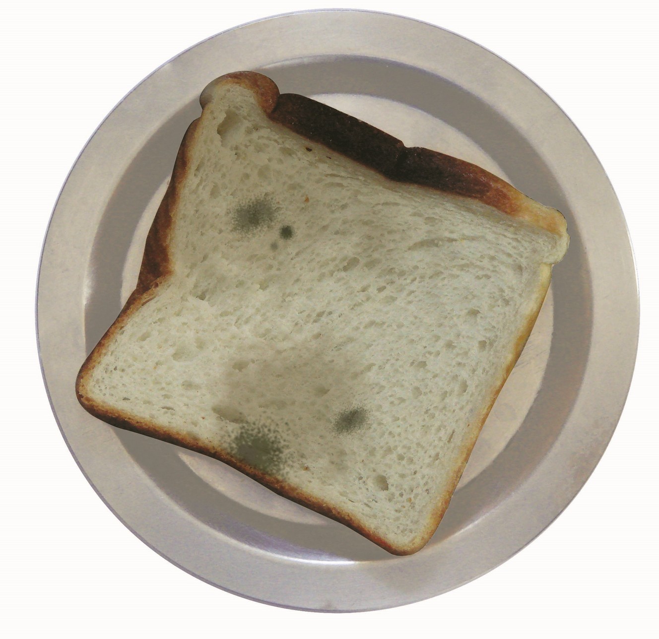 A square slice of bread kept in a plate. There are some green spots on the slice of bread.