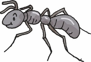 An ant