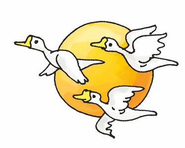 The geese are flying.