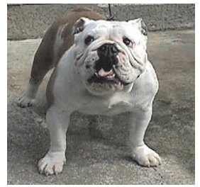 A dog