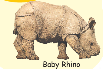 A baby rhinoceros.